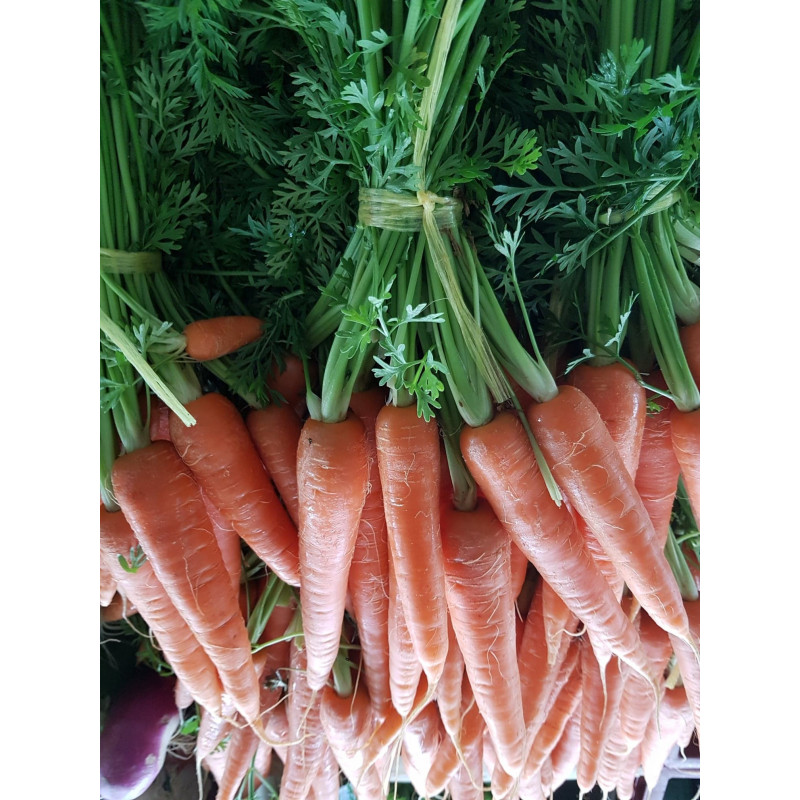 Carottes Fanes Carottes Fanes