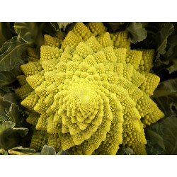 Chou Romanesco