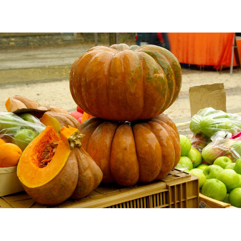 Courge Muscade