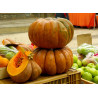 Courge Muscade
