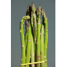 Asperge Verte